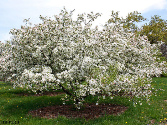 Sugar Tyme Crabapple 5-ft branched tree