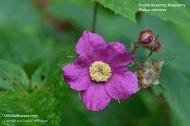 Thimbleberry