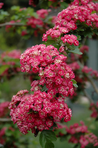 Toba Hawthorn 6-ft tree