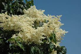 Snowdance Tree Lilac
