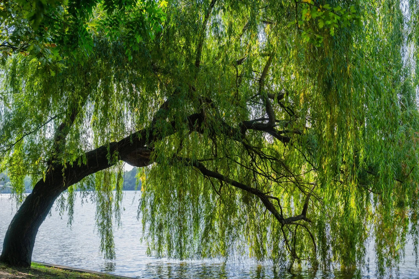 Weeping Willow 4-5 ft