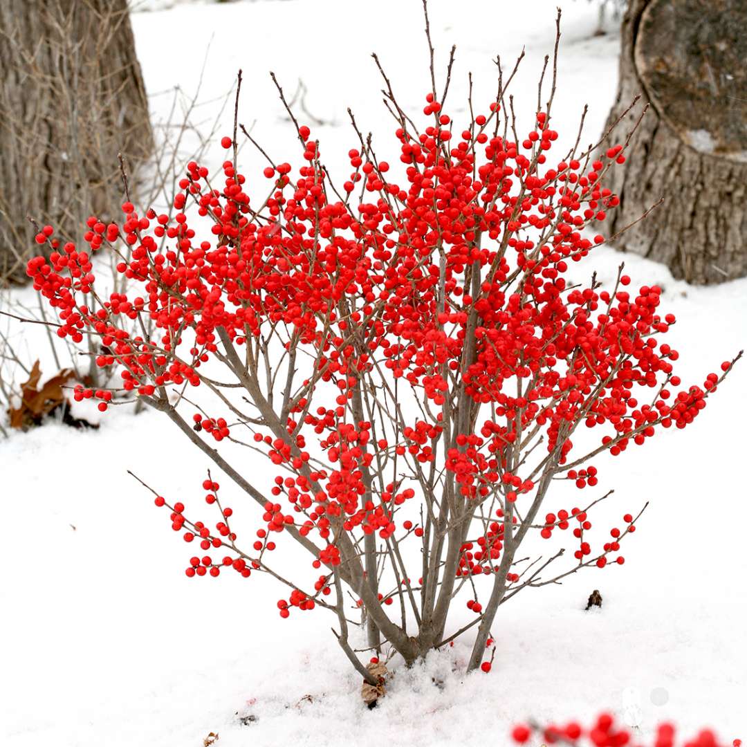 Winterberry Branches 