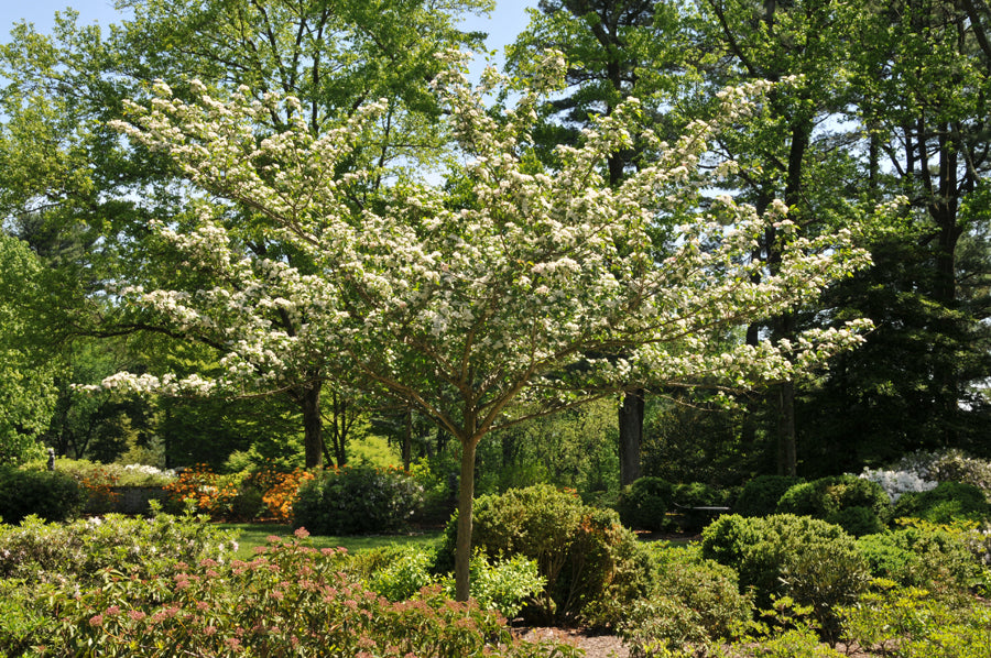 Winter King Hawthorn 6-ft branched tree