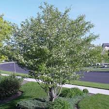 Winter King Hawthorn 6-ft branched tree