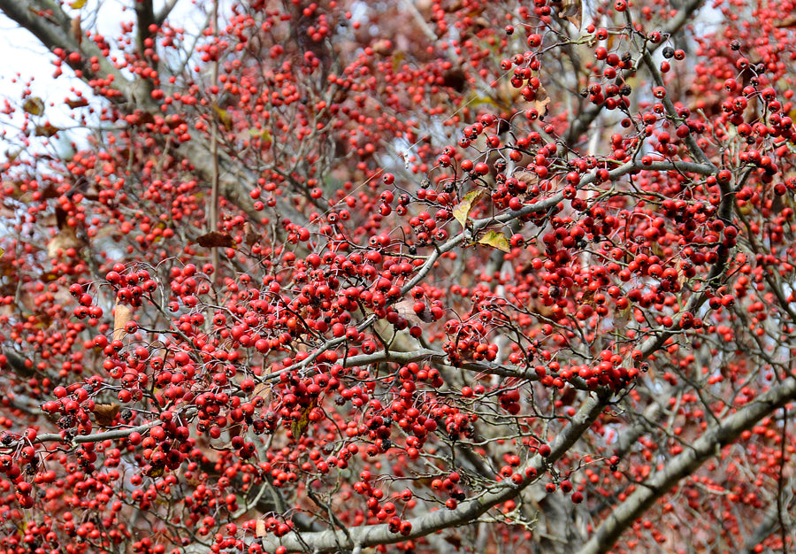 Winter King Hawthorn 6-ft branched tree