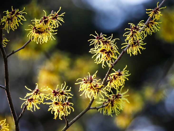 hazel plant Witch Hazel