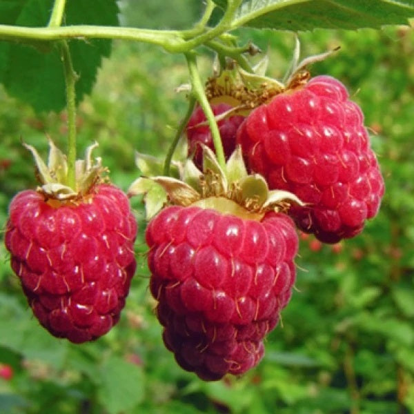 Cane Fruit (raspberries etc.)