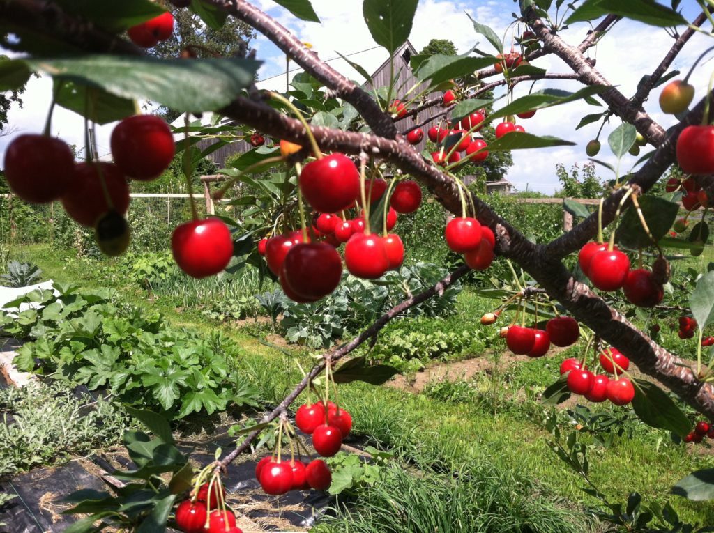 Cherry Trees – East Hill Tree Farm