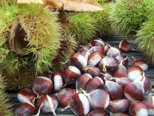 Chestnut Seeds (Pack of 30)