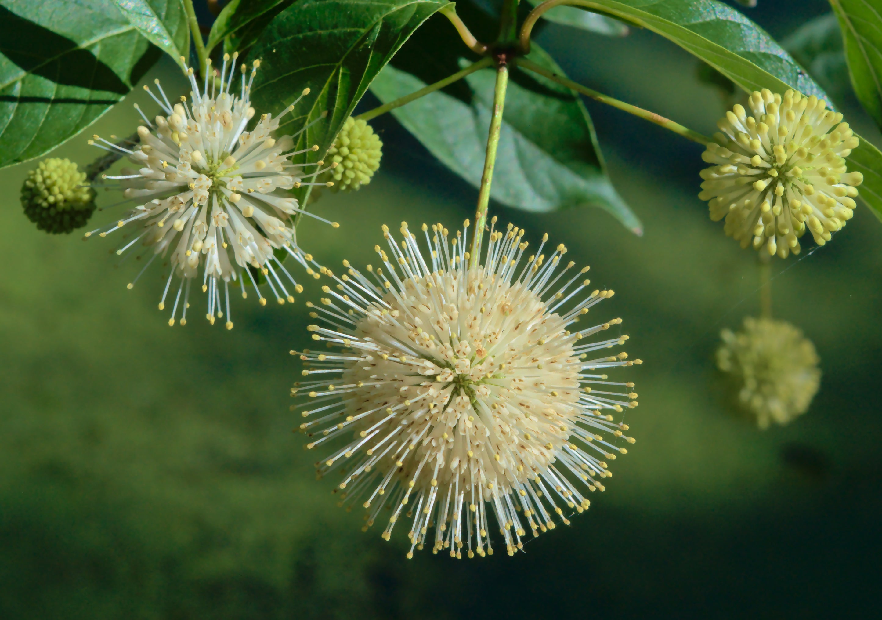 Buttonbush – East Hill Tree Farm