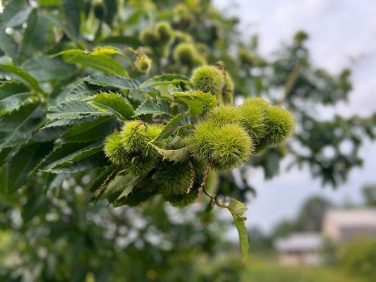 Hybrid Chestnuts