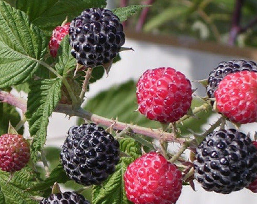 Tahi Black Raspberry – East Hill Tree Farm