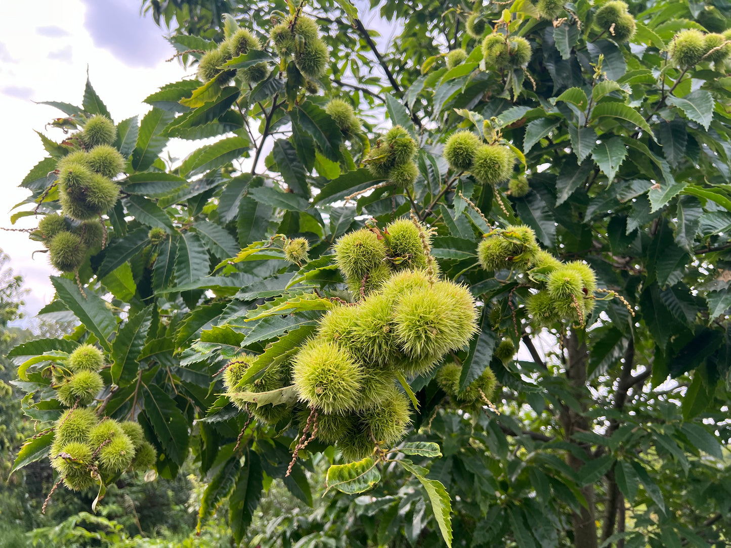 Hybrid Chestnuts