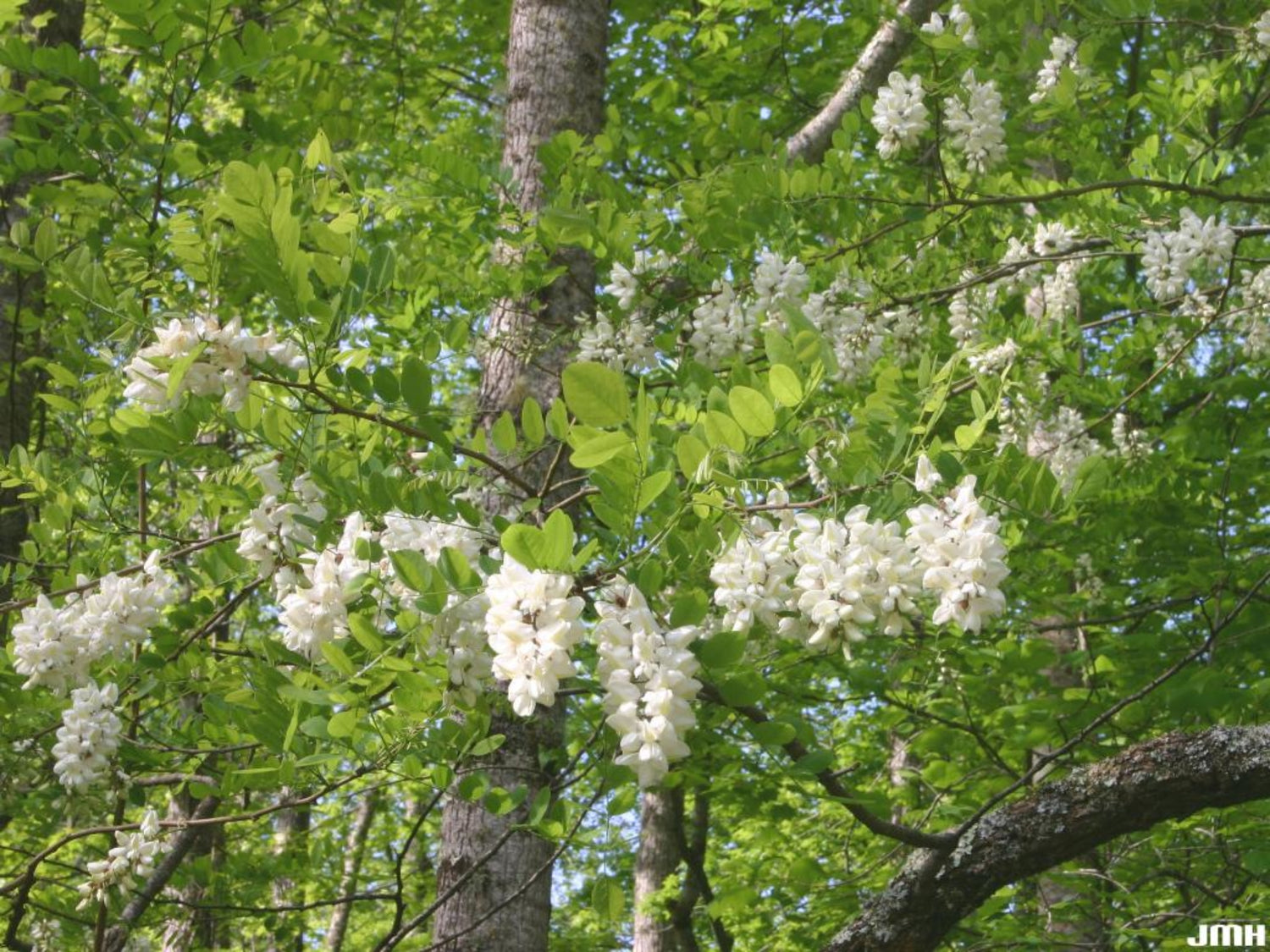 Locust Tree Farm