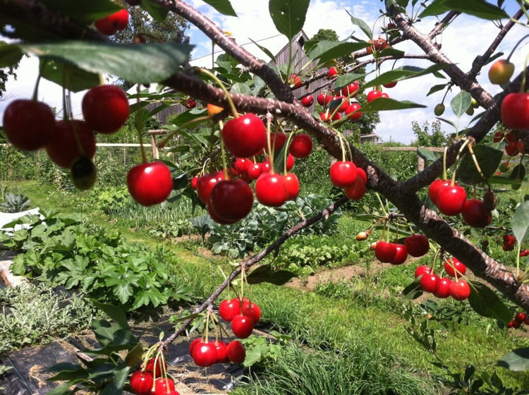 Evans Bali Cherry 4 6 Ft Branched Tree East Hill Tree Farm 