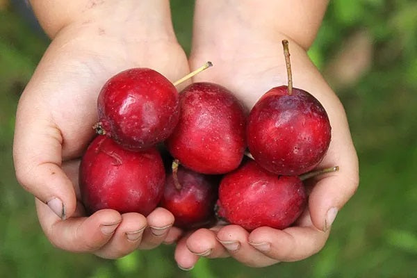 Dolgo Crabapple 6 ft branched tree