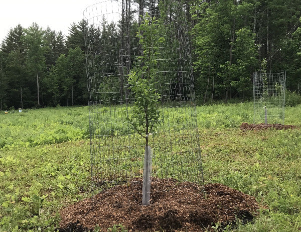 Deer Protection Around Trees Deer Fencing Kit With Netting, Poles, Sod