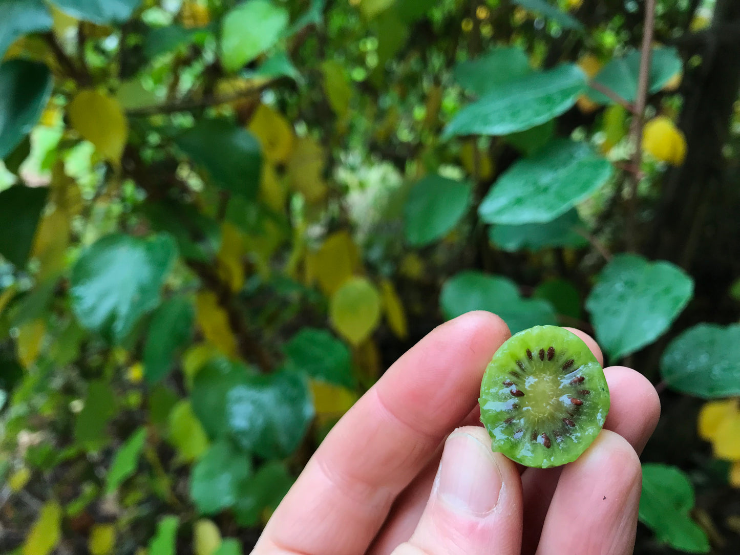 Hardy Kiwi - potted vine