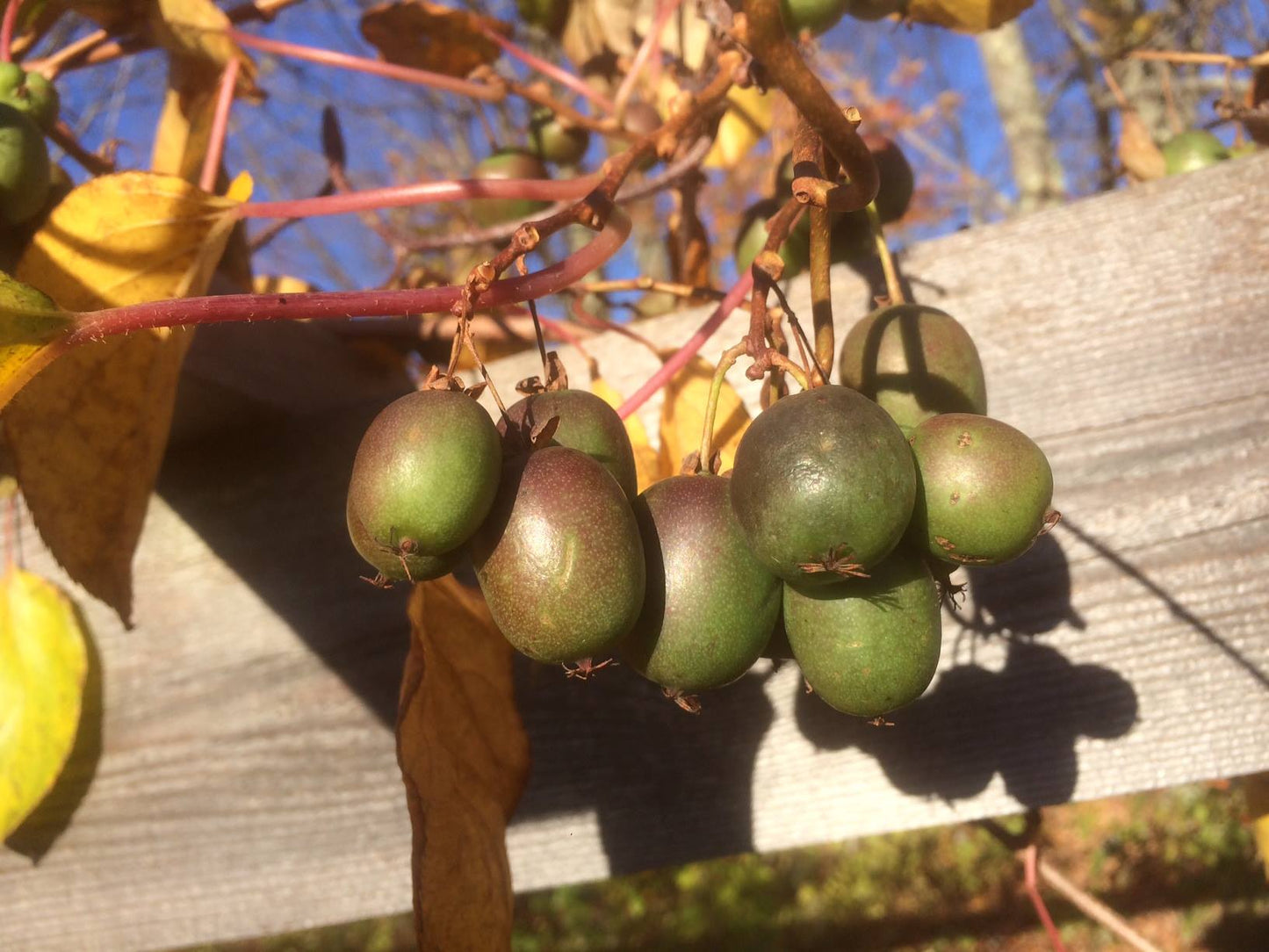 Hardy Kiwi - potted vine