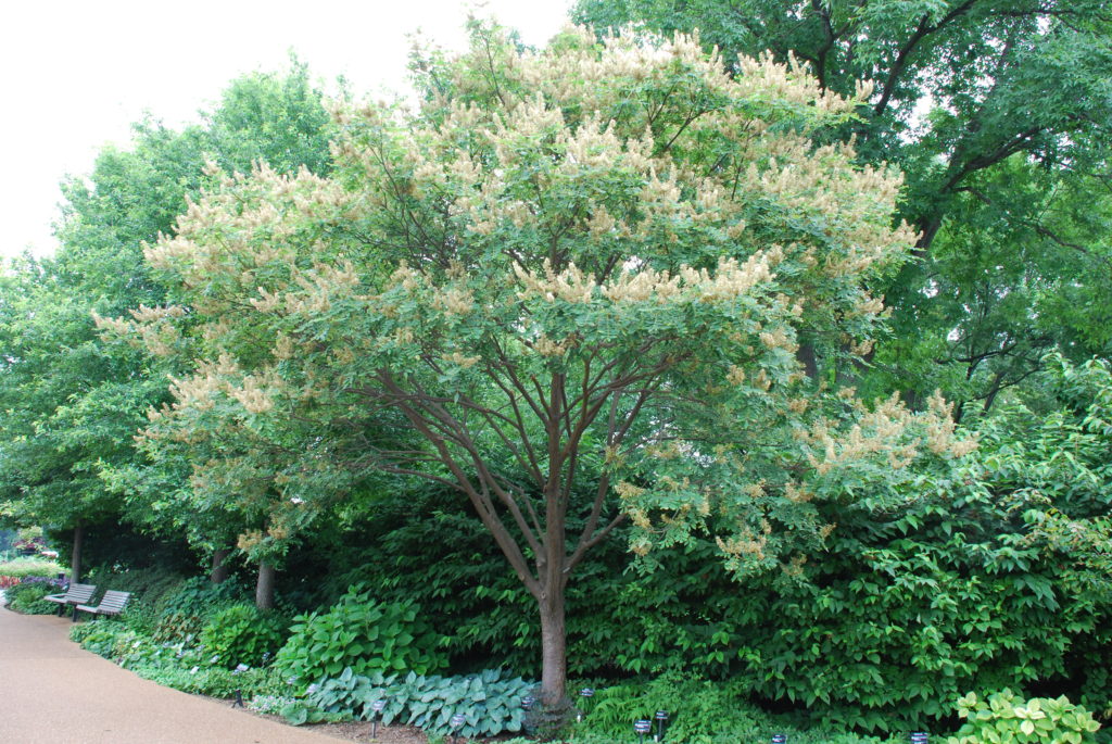 Amur Maackia 3-4 ft unbranched tree