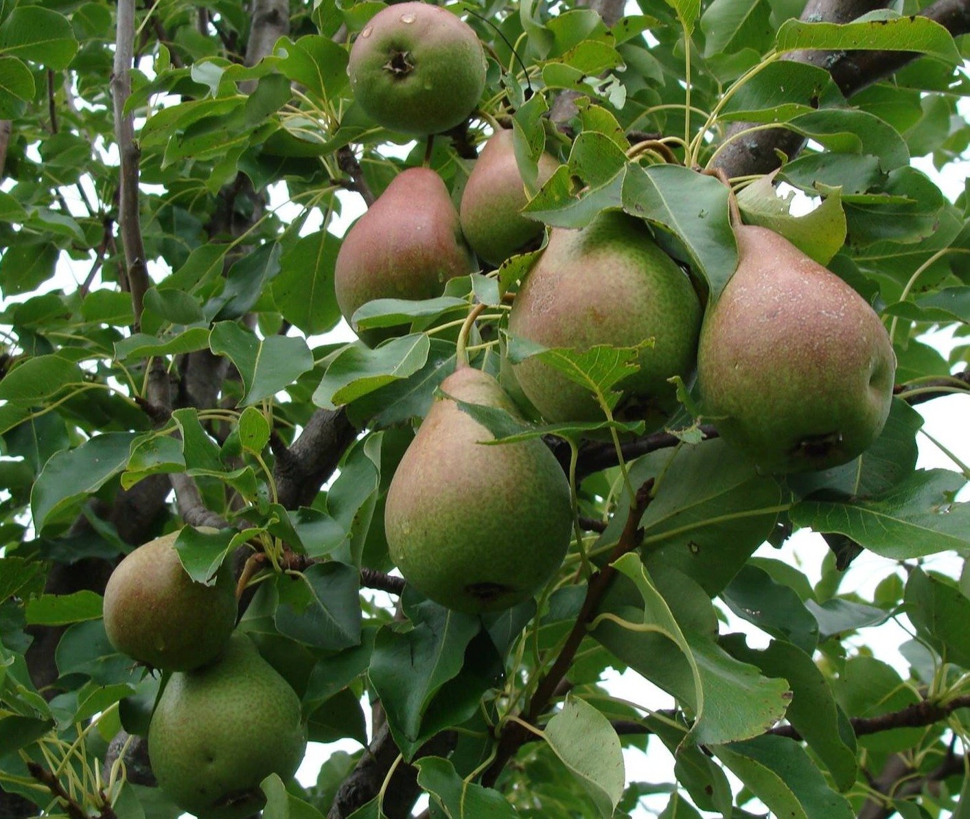 Beierschmitt Pear 4-6 ft branched tree – East Hill Tree Farm