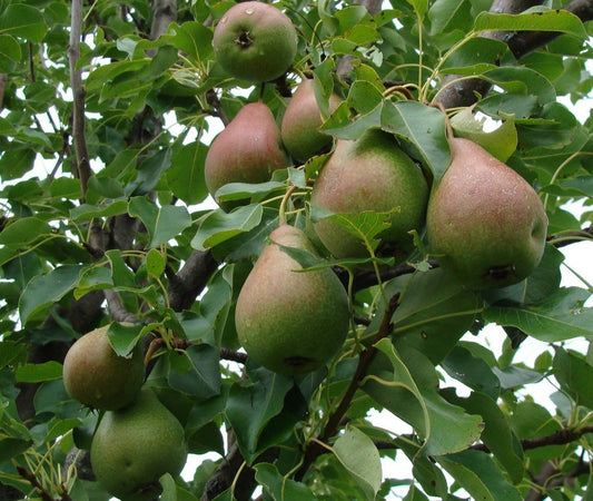 Savignac pear 3-5 ft branched tree
