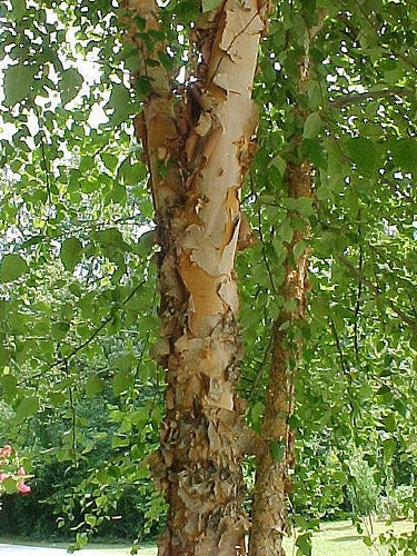 River birch 2-3 ft branched tree