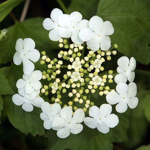 Highbush Cranberrybush 2 ft clump