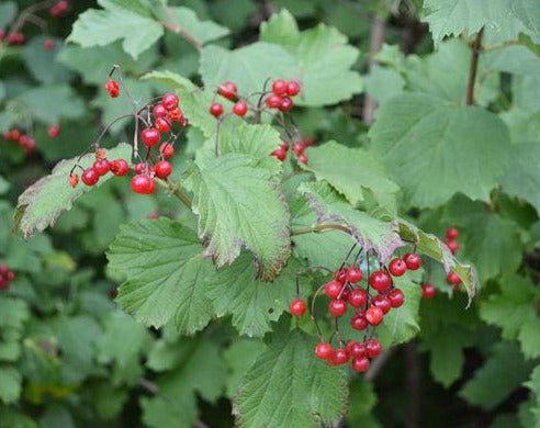 Highbush Cranberrybush 2 ft clump