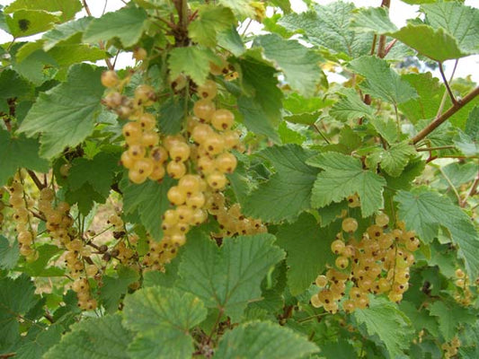 White Imperial Currant 2-yr rooted cutting