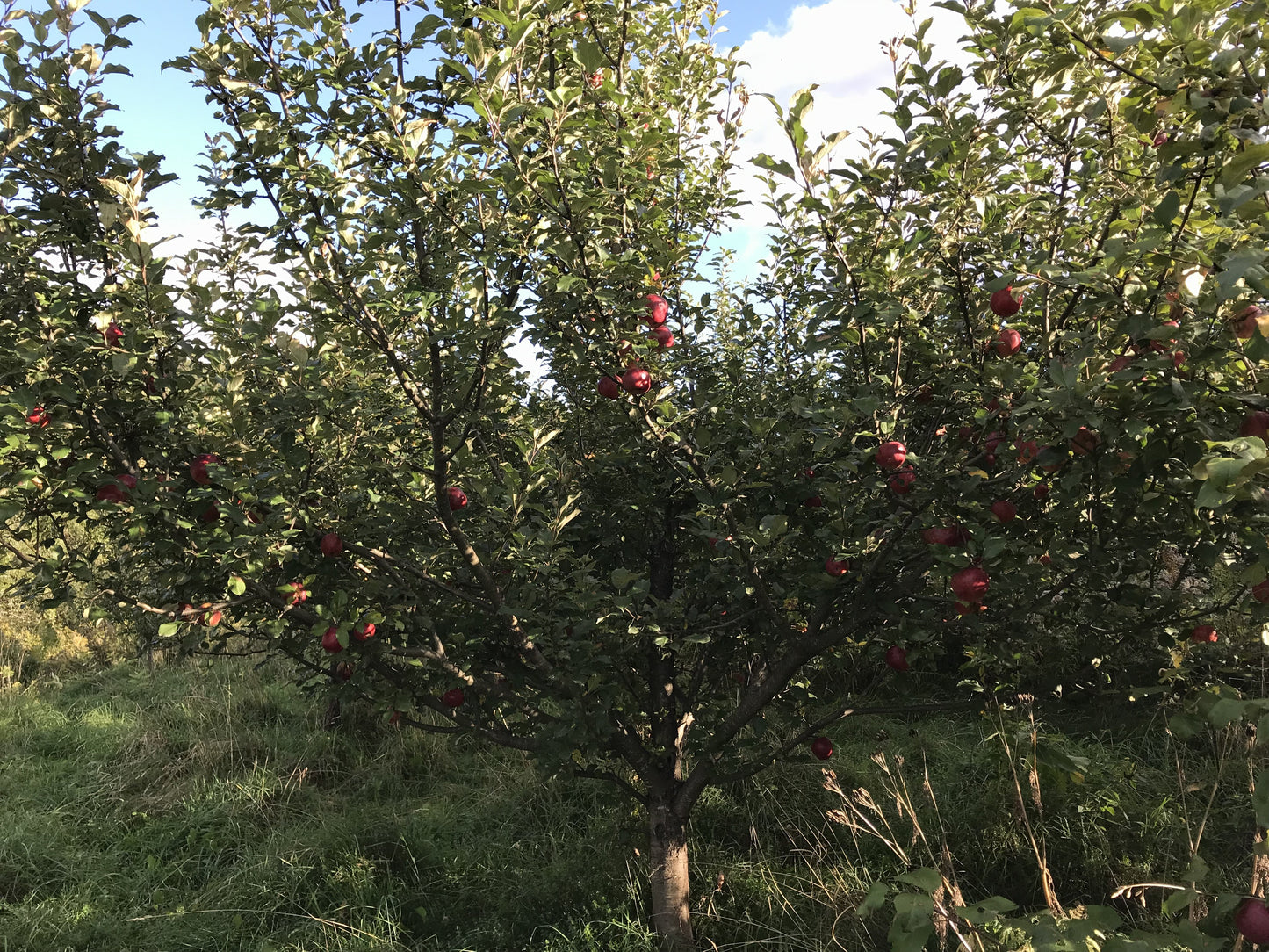 Pound Sweet Apple 3-5 ft branched tree