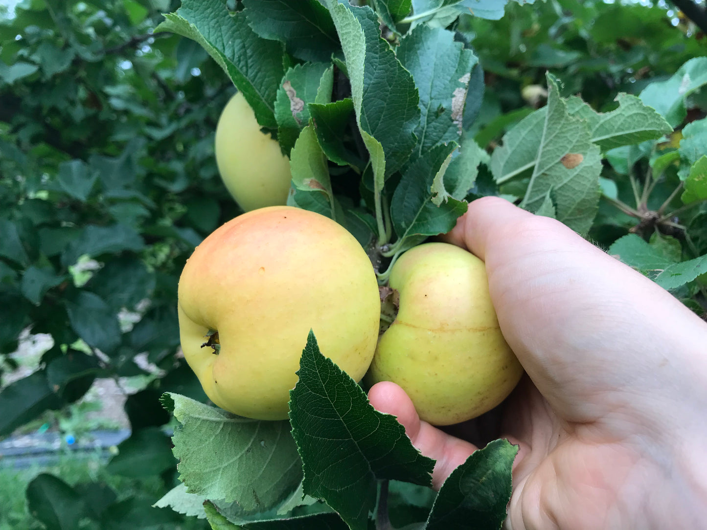 Baldwin Apple 3-5 ft branched tree