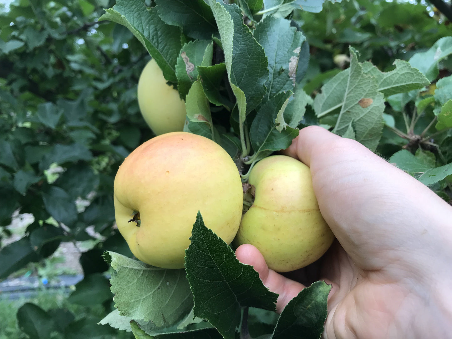 Pound Sweet Apple 3-5 ft branched tree