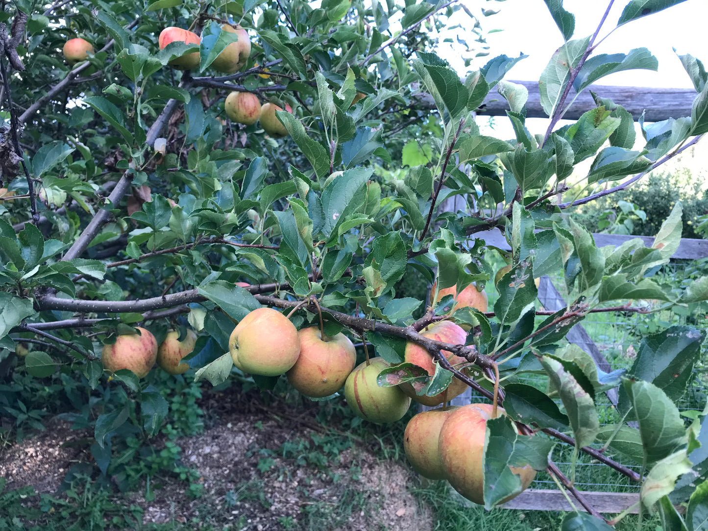 Baldwin Apple 3-5 ft branched tree