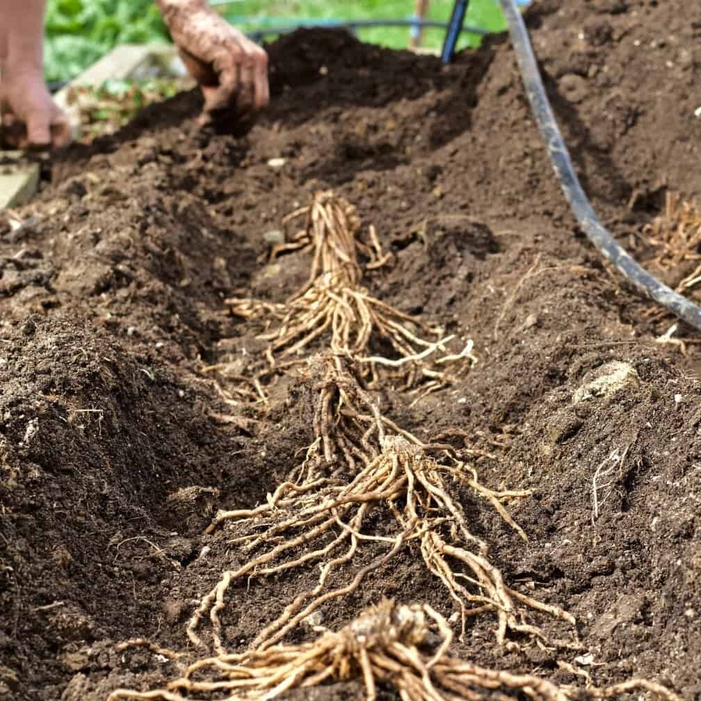 Millennium Asparagus crowns