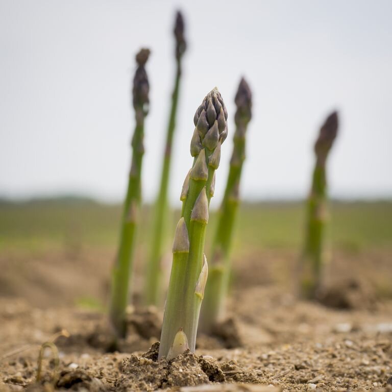 Millennium Asparagus crowns