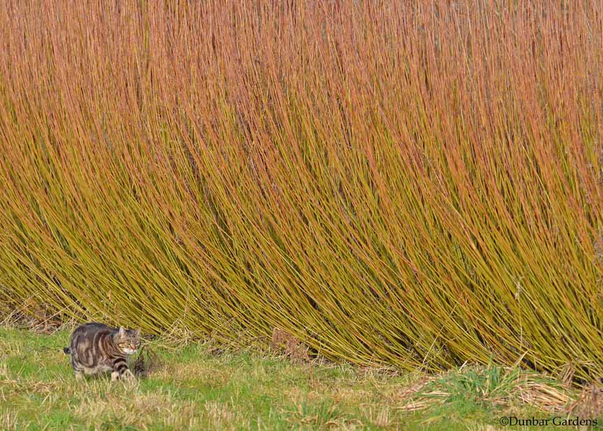 Mt Aso Pussy Willow 2 ft