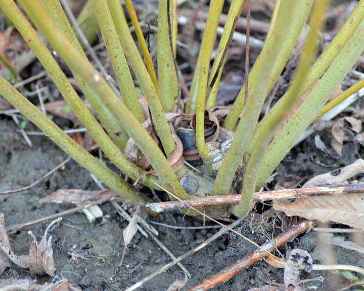 Basket Willow 3-4 ft