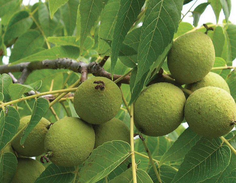 Black walnut 1-3 ft – East Hill Tree Farm