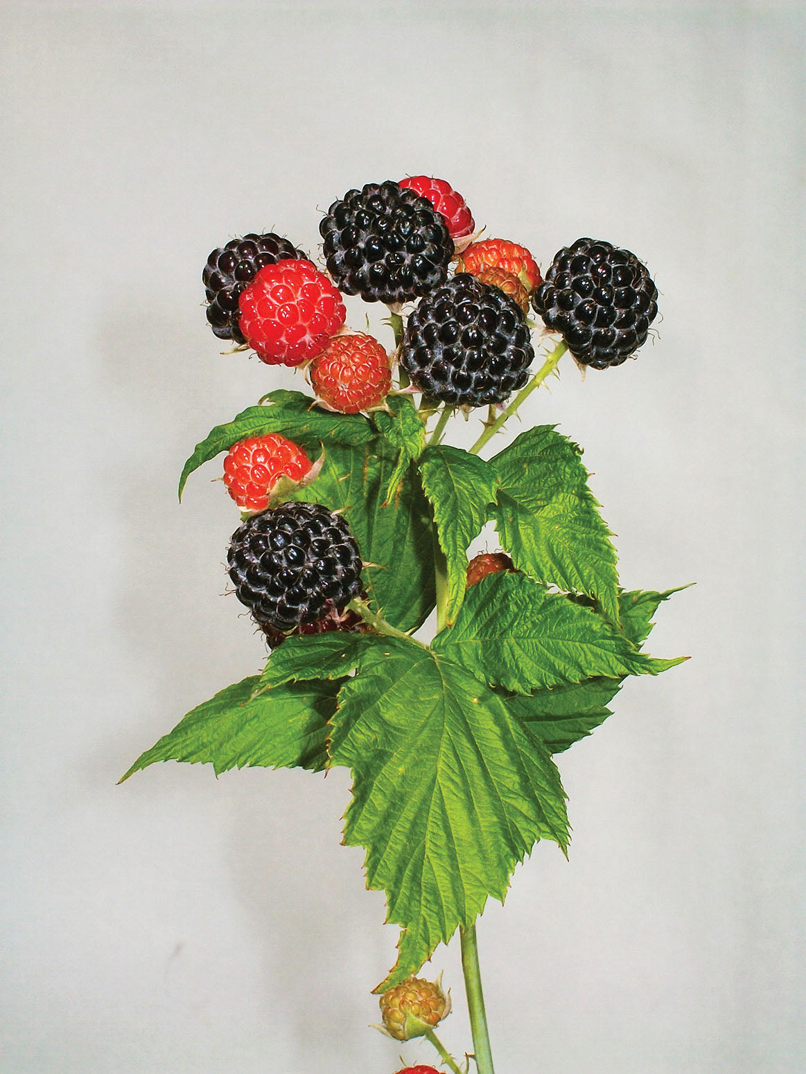 Bristol Black Raspberry
