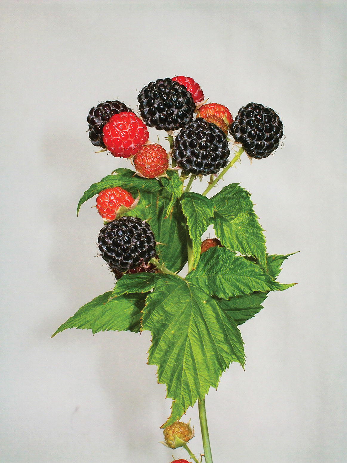 Bristol Black Raspberry – East Hill Tree Farm