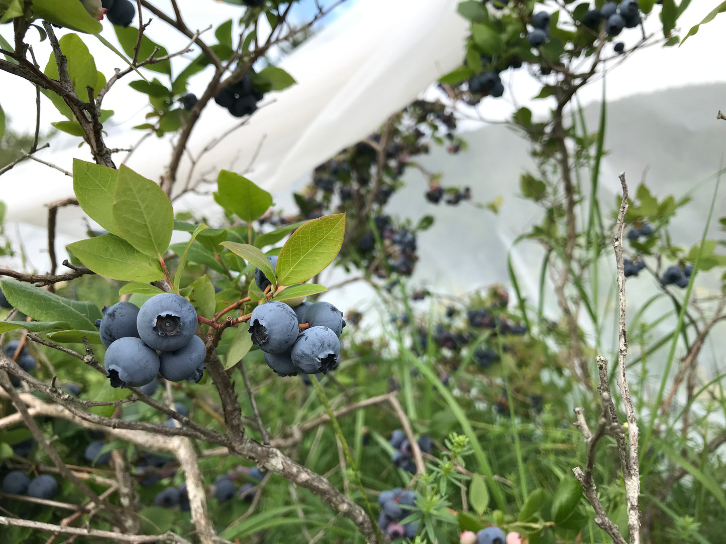 Blueberry Variety Pack