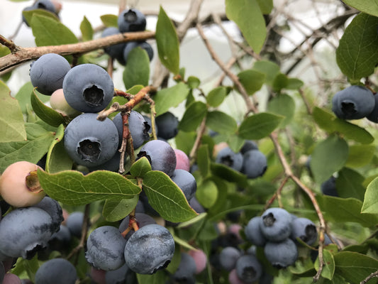 Blueray Blueberry