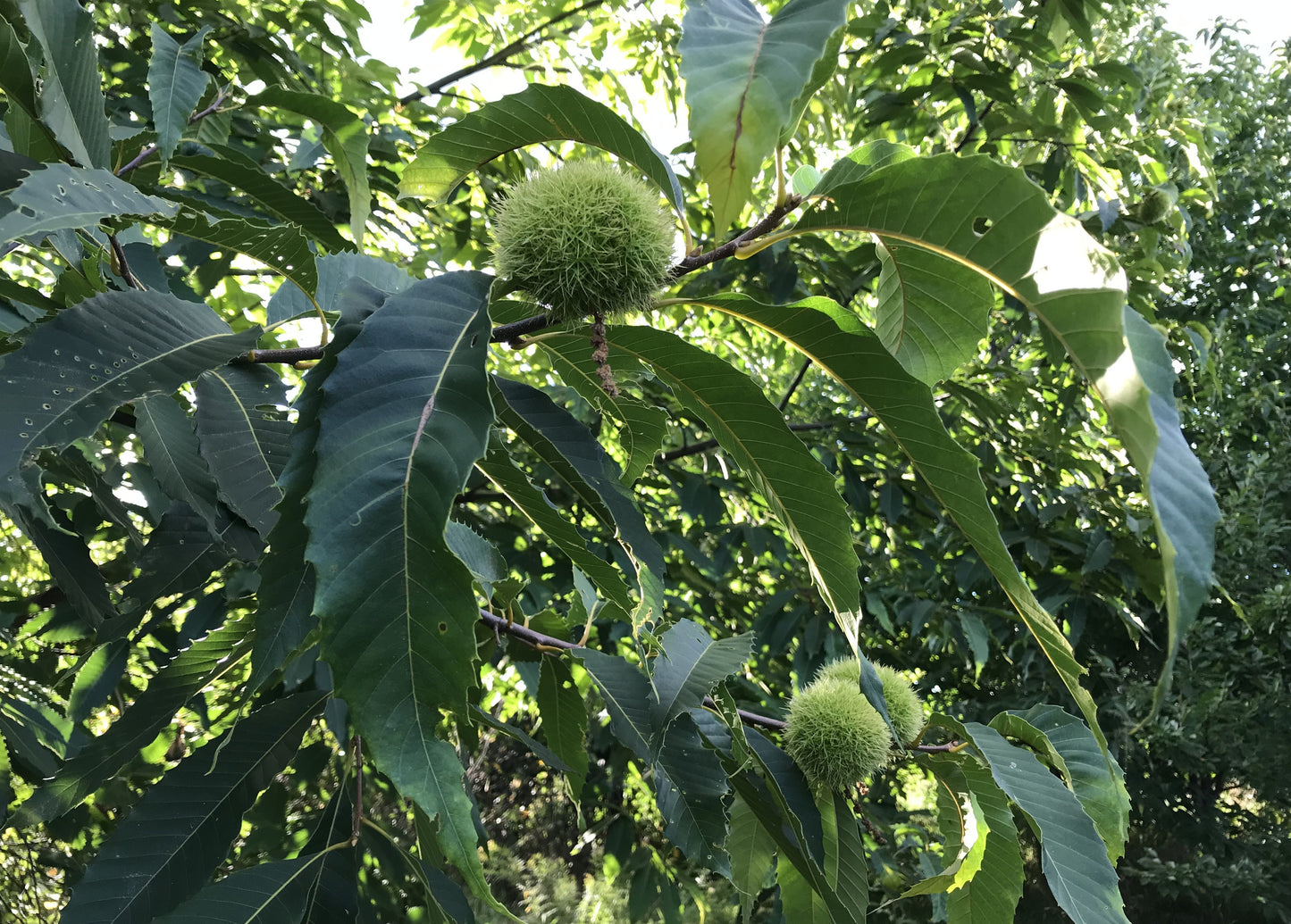 Chestnuts