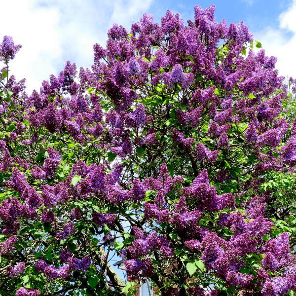 Common Purple Lilac 6-12 inch clump