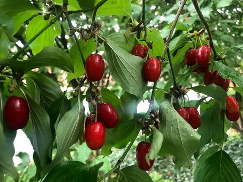 Coral Blaze - Cornelian Cherry 3-4' tree