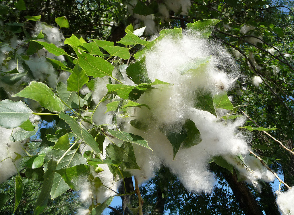 Cottonwood 45 ft branched tree East Hill Tree Farm