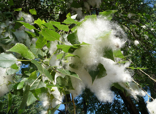 Cottonwood 4-5 ft branched tree
