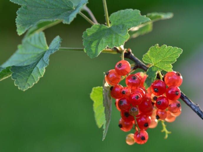 Df Currant Gloire de Sablons Currant 2-yr rooted cutting – East Hill Tree Farm
