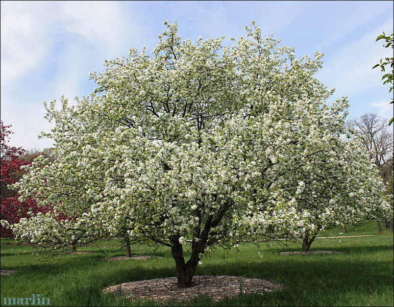 Dolgo Crabapple 6 ft branched tree